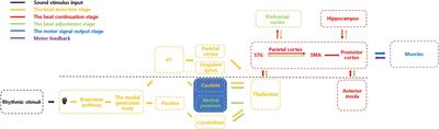 Phylogenic evolution of beat perception and synchronization: a comparative neuroscience perspective